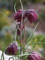 Fritillaria meleagris-2 Szachownica kostkowata